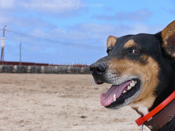 So Vicente : Baia das Gatas : dog : Nature AnimalsCabo Verde Foto Gallery