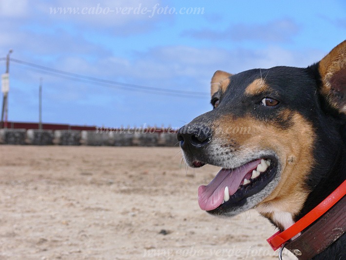 So Vicente : Baia das Gatas : co : Nature AnimalsCabo Verde Foto Gallery