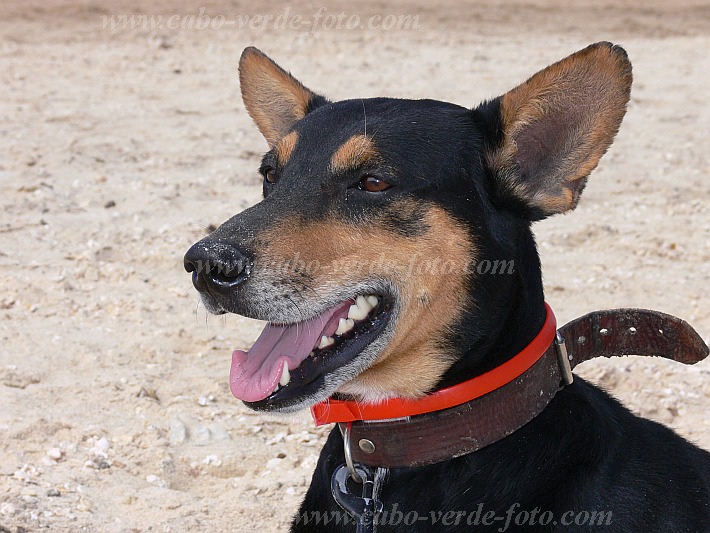 So Vicente : Baia das Gatas : co : Nature AnimalsCabo Verde Foto Gallery