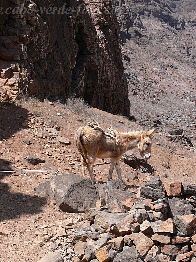 So Vicente : Santa Luzia da Terra : donkey : Nature AnimalsCabo Verde Foto Gallery