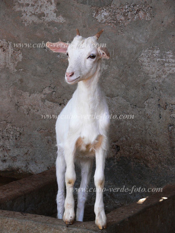So Vicente : Ribeira da Vinha : capra : Nature AnimalsCabo Verde Foto Gallery