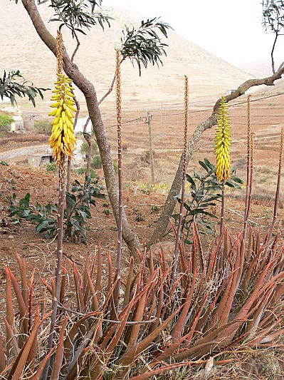 So Nicolau : Cabecalim : aloe vera : Nature PlantsCabo Verde Foto Gallery