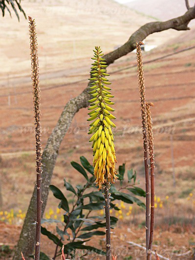 So Nicolau : Cabecalim : aloe vera : Nature PlantsCabo Verde Foto Gallery