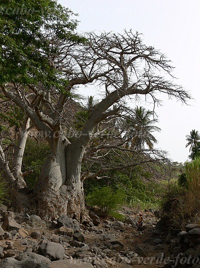 Santiago : Aguas Verdes Cidade Velha : kapok tree : Nature PlantsCabo Verde Foto Gallery