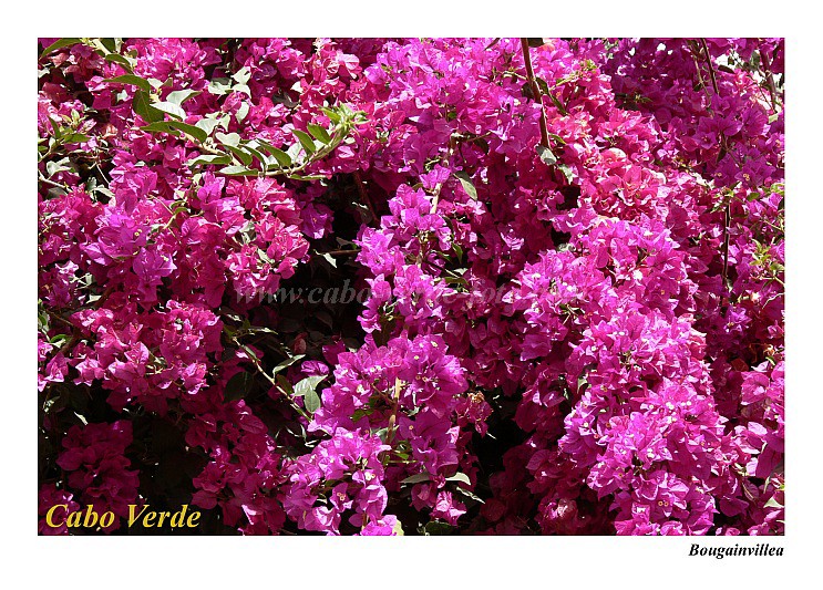 Insel: Santiago  Wanderweg:  Ort: So Jorge dos Orgaos Motiv: Bougainvillea Motivgruppe: Nature Plants © Pitt Reitmaier www.Cabo-Verde-Foto.com