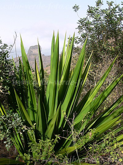 Santiago : So Jorge dos Orgaos : sisal : Nature PlantsCabo Verde Foto Gallery
