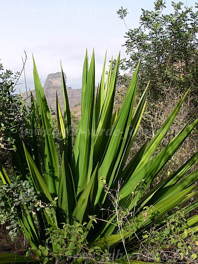 Insel: Santiago  Wanderweg:  Ort: So Jorge dos Orgaos Motiv: Sisal Motivgruppe: Nature Plants © Pitt Reitmaier www.Cabo-Verde-Foto.com