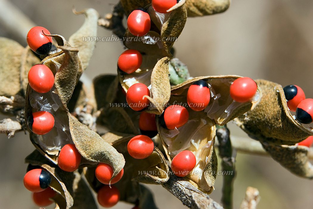 Santiago : Sao Jorge dos Orgaos : rosary pea : Nature PlantsCabo Verde Foto Gallery