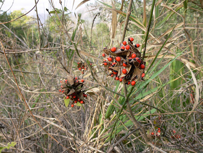 Insel: Santiago  Wanderweg: 206 Ort: So Jorge dos Orgaos Motiv: Paternostererbse Motivgruppe: Nature Plants © Pitt Reitmaier www.Cabo-Verde-Foto.com
