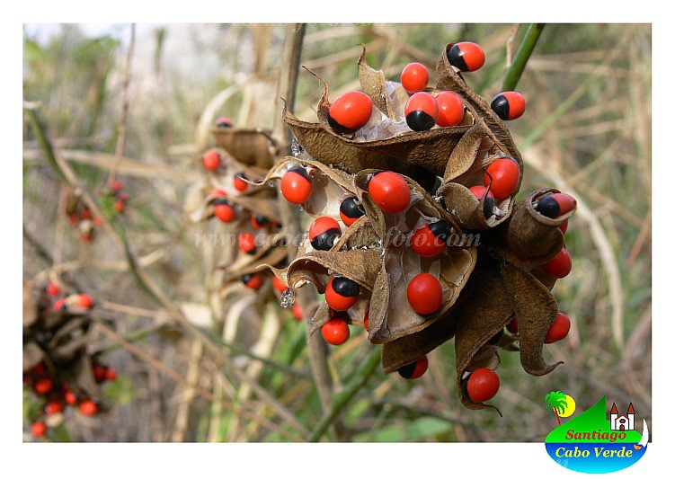 Insel: Santiago  Wanderweg: 206 Ort: So Jorge dos Orgaos Motiv: Paternostererbse Motivgruppe: Nature Plants © Pitt Reitmaier www.Cabo-Verde-Foto.com