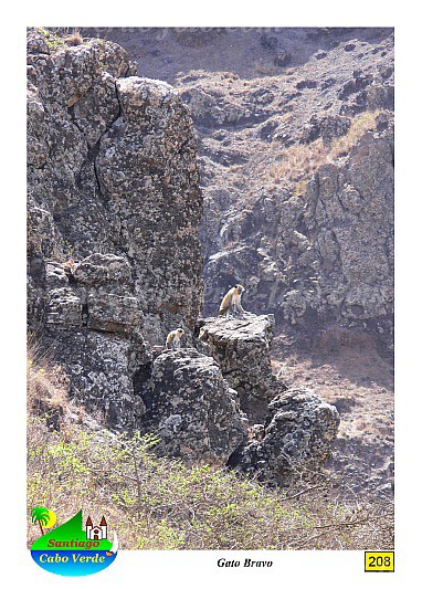 Santiago : Achada Mula Junco Assomada : monkey : Nature AnimalsCabo Verde Foto Gallery