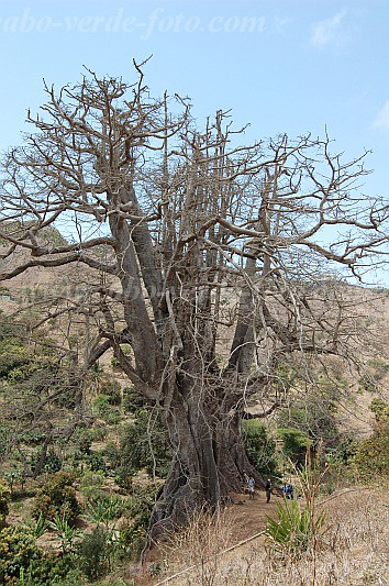 Santiago : Boa Entrada : kapok tree : Nature PlantsCabo Verde Foto Gallery