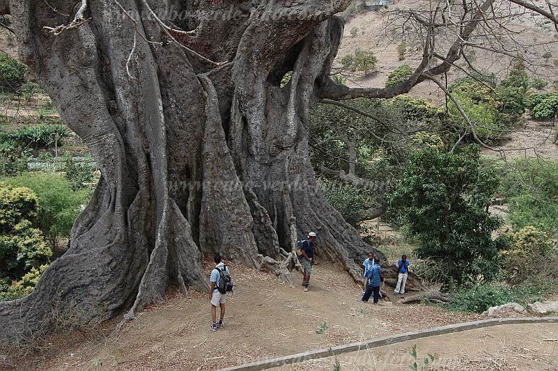 Insel: Santiago  Wanderweg:  Ort: Boa Entrada Motiv: Kapokbaum Motivgruppe: Nature Plants © Pitt Reitmaier www.Cabo-Verde-Foto.com