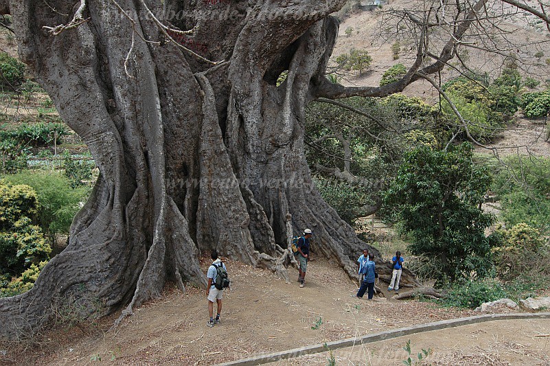 Santiago : Boa Entrada : kapok tree : Nature PlantsCabo Verde Foto Gallery