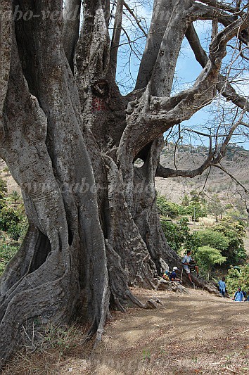 Santiago : Boa Entrada : kapok tree : Nature PlantsCabo Verde Foto Gallery