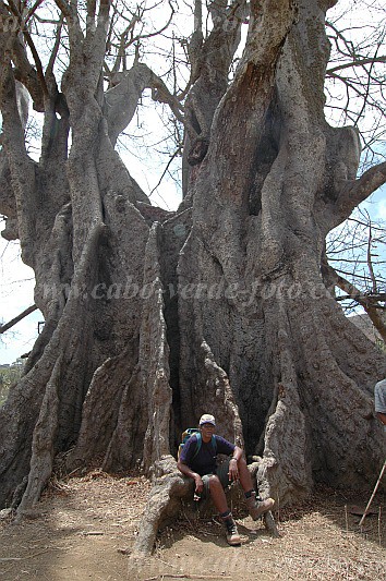 Santiago : Boa Entrada : kapok tree : Nature PlantsCabo Verde Foto Gallery