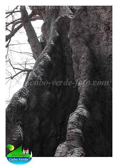 Santiago : Boa Entrada : kapok tree : Nature PlantsCabo Verde Foto Gallery