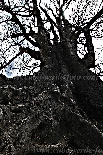 Santiago : Boa Entrada : kapok tree : Nature PlantsCabo Verde Foto Gallery