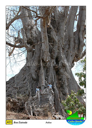 Santiago : Boa Entrada : kapok tree : Nature PlantsCabo Verde Foto Gallery