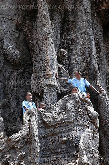 Santiago : Boa Entrada : kapok tree : Nature PlantsCabo Verde Foto Gallery