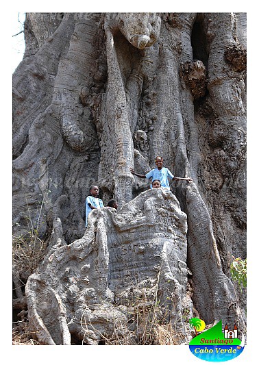 Santiago : Boa Entrada : kapok tree : Nature PlantsCabo Verde Foto Gallery