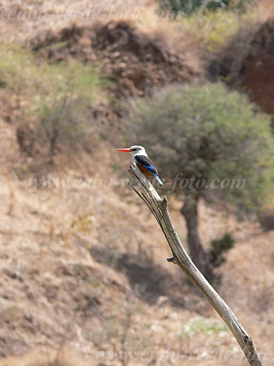 Insel: Santiago  Wanderweg:  Ort: Engenho Motiv: Eisvogel Graukopfliest Motivgruppe: Nature Animals © Pitt Reitmaier www.Cabo-Verde-Foto.com