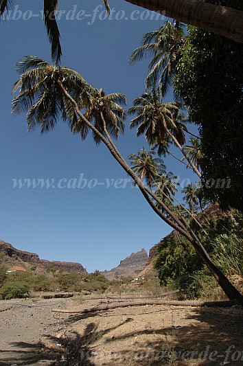 Santiago : Mina de Ouro : coconut tree : Landscape AgricultureCabo Verde Foto Gallery