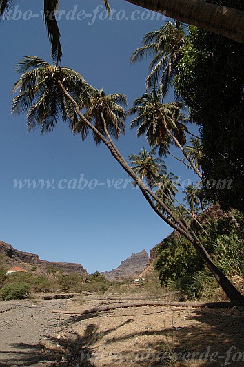 Insel: Santiago  Wanderweg:  Ort: Mina de Ouro Motiv: Kokospalme Motivgruppe: Landscape Agriculture © Pitt Reitmaier www.Cabo-Verde-Foto.com