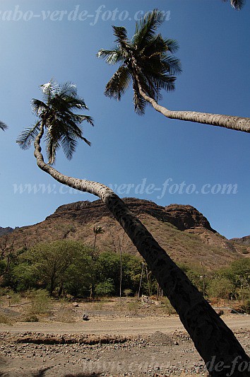 Santiago : Mina de Ouro : coconut tree : Landscape AgricultureCabo Verde Foto Gallery