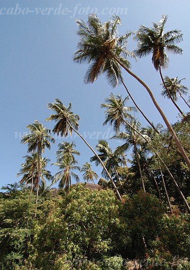 Santiago : Mina de Ouro : coconut tree : Landscape AgricultureCabo Verde Foto Gallery