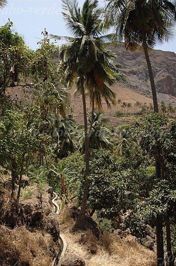 Insel: Santiago  Wanderweg:  Ort: Tabugal Motiv: bewsserte Landwirtschaft Motivgruppe: Landscape Agriculture © Pitt Reitmaier www.Cabo-Verde-Foto.com