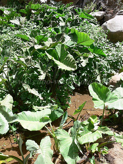 Insel: Santiago  Wanderweg:  Ort: Tabugal Motiv: Nham Motivgruppe: Nature Plants © Pitt Reitmaier www.Cabo-Verde-Foto.com