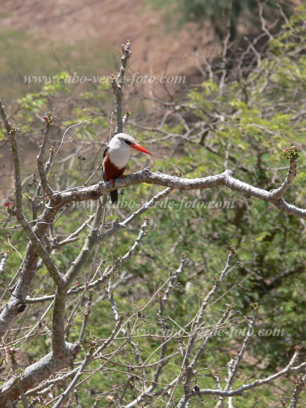 Insel: Santiago  Wanderweg:  Ort: Boa Entradinha Motiv: Eisvogel Graukopfliest Motivgruppe: Nature Animals © Pitt Reitmaier www.Cabo-Verde-Foto.com