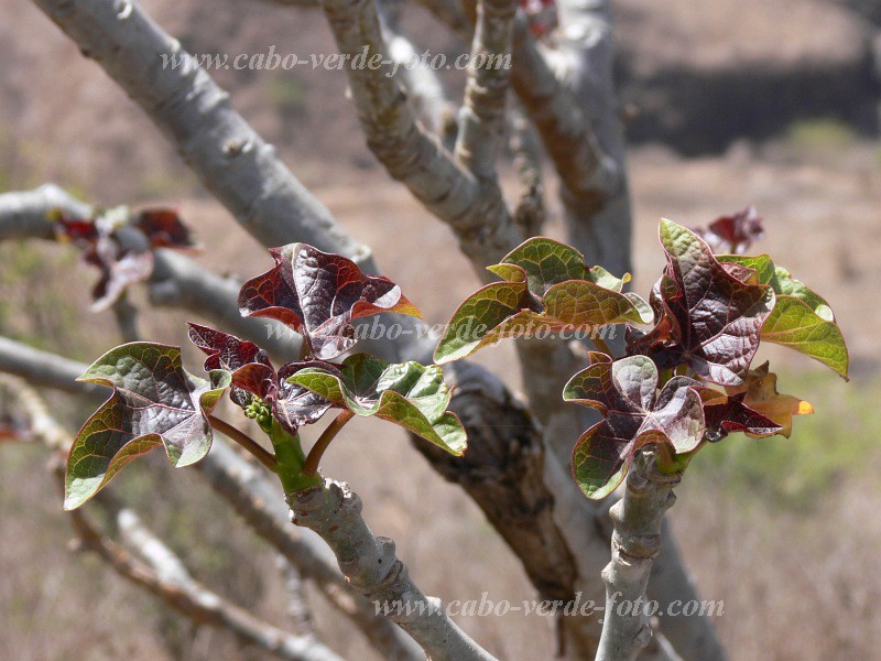 Santiago : Cho da Abbora : fig tree : Nature PlantsCabo Verde Foto Gallery