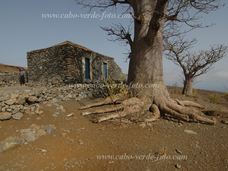 Fogo : Achada da Lapa : calabaceira : Landscape AgricultureCabo Verde Foto Gallery