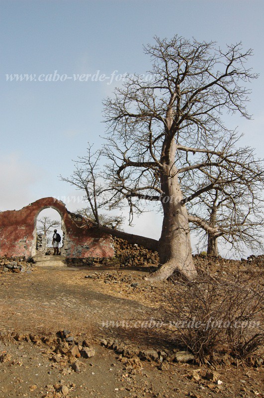 Fogo : Achada da Lapa : calabaceira : Landscape AgricultureCabo Verde Foto Gallery