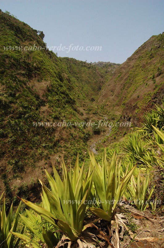 Fogo : Ra Fonte Galinha : sisal : Landscape MountainCabo Verde Foto Gallery