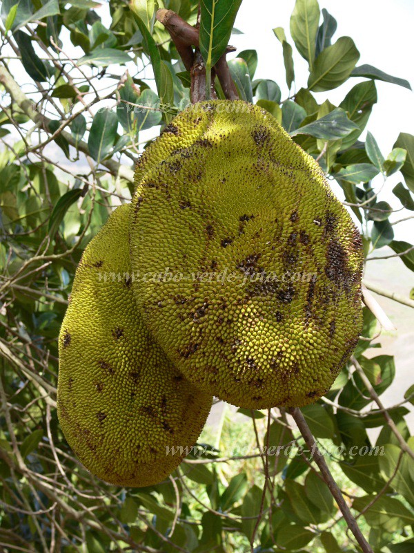 Fogo : Monte Queimado : jaca : Nature PlantsCabo Verde Foto Gallery