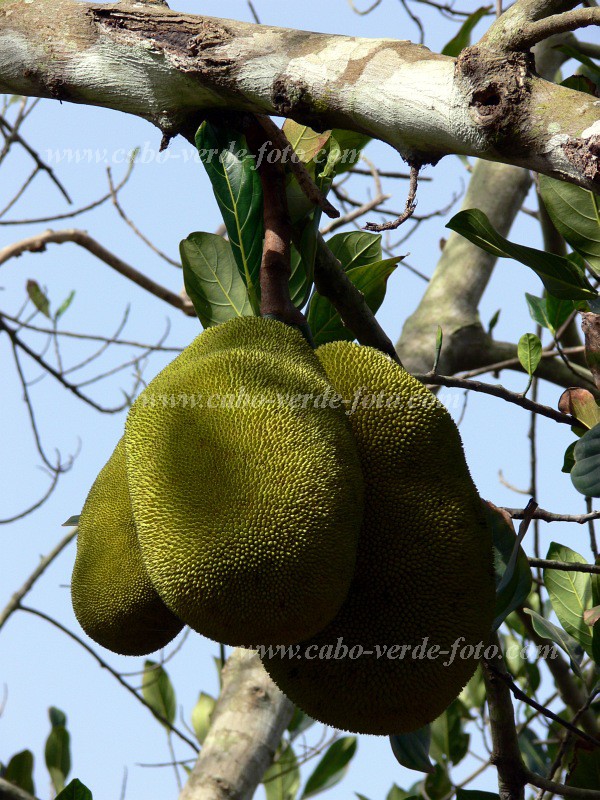 Fogo : Monte Queimado : jaca : Nature PlantsCabo Verde Foto Gallery