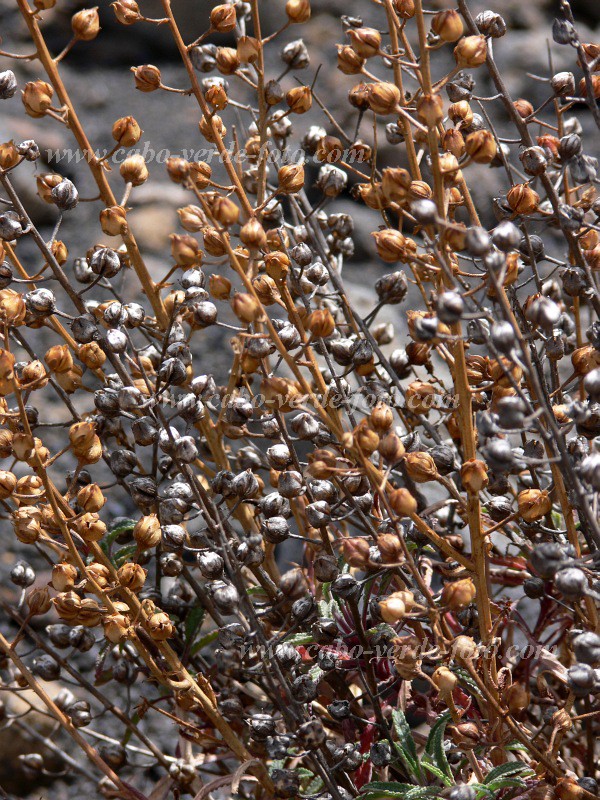 Fogo : Bordeira : endemic vegetation : Nature PlantsCabo Verde Foto Gallery