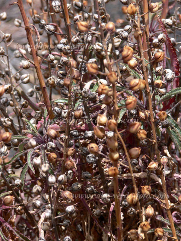 Fogo : Bordeira : endemic vegetation : Nature PlantsCabo Verde Foto Gallery