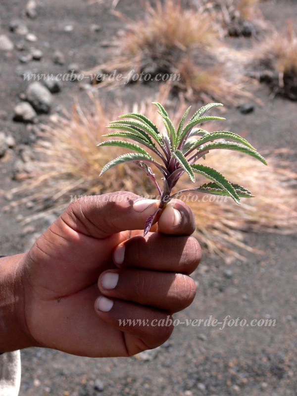 Fogo : Bordeira : endemic vegetation : Nature PlantsCabo Verde Foto Gallery