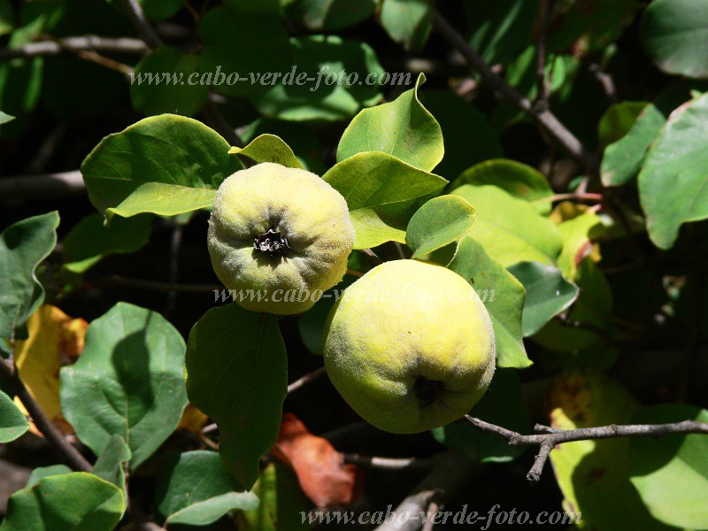 Santo Ant�o : Cova de Pa�l :  : Nature PlantsCabo Verde Foto Gallery