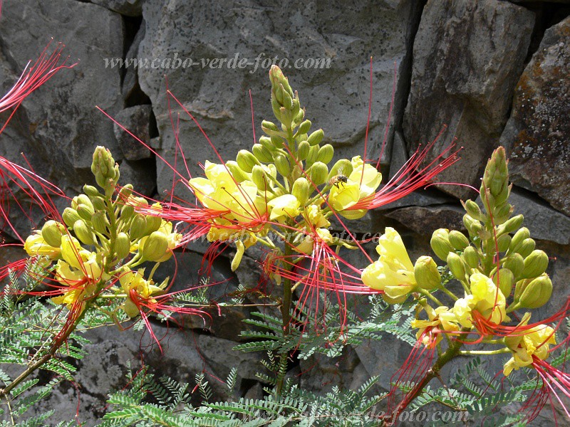 Santo Anto : Cova de Pal : flower : Nature PlantsCabo Verde Foto Gallery