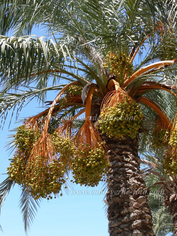 So Vicente : Mindelo : palm tree : Nature PlantsCabo Verde Foto Gallery