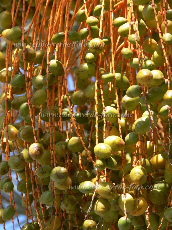 So Vicente : Mindelo : palm tree : Nature PlantsCabo Verde Foto Gallery