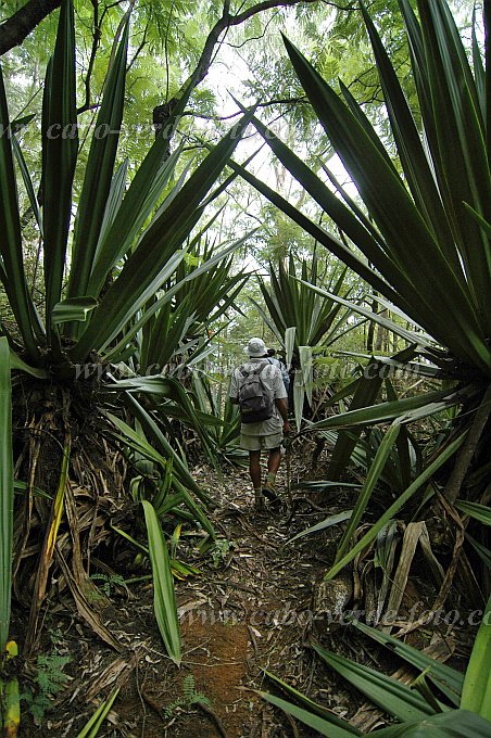 Fogo : Monte Velha : floresta : Landscape ForestCabo Verde Foto Gallery