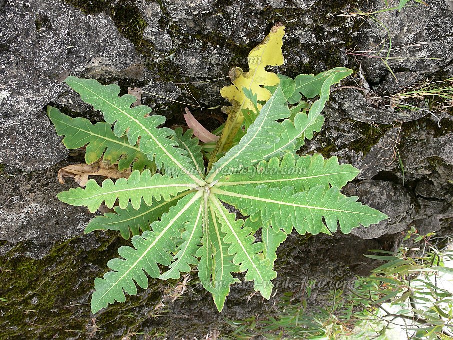 Fogo : Monte Velha : endemic plant : Nature PlantsCabo Verde Foto Gallery