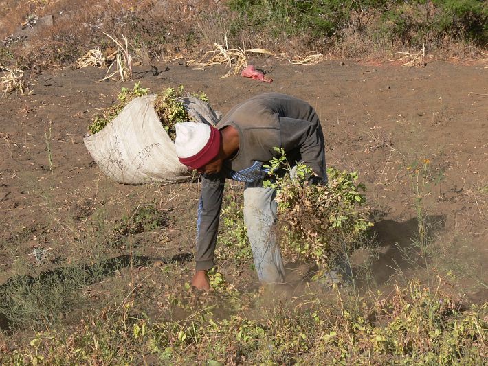Fogo : Cabea Monte : mancara : People WorkCabo Verde Foto Gallery