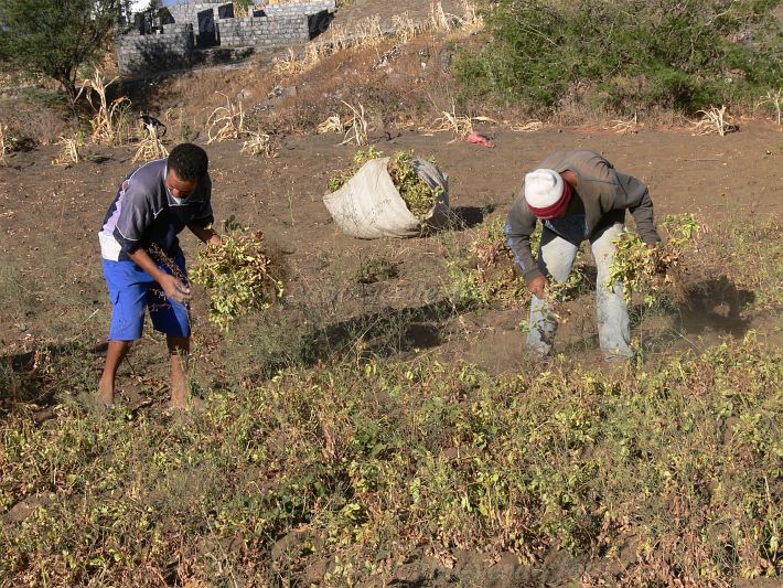 Fogo : Cabea Monte : mancara : People WorkCabo Verde Foto Gallery